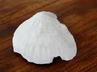 DSCN0224.webp