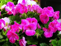 K1600_050.webp