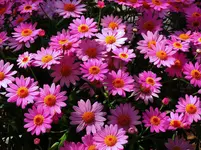 K1600_051.webp