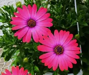 K1600_054.webp