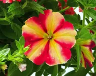 K1600_056.webp