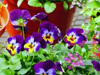 K1600_059.webp