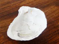 DSCN0228.webp