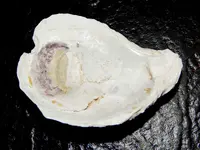 DSCN0233.webp