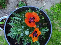 012.webp