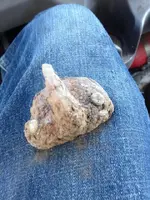 ImageUploadedByTreasureNet.com1431723710.665543.webp