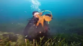 aquaman-octopus.webp