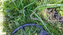 snake.webp snake.webp