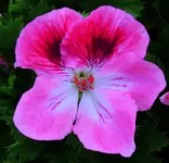 K1600_001.webp