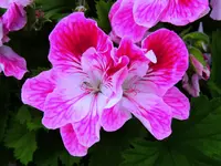 K1600_010.webp