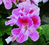 K1600_004.webp