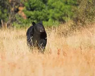 Called in a bear 8 24 07.webp