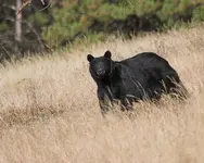 Called in bear 8 24 07.webp