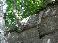 tree1.webp