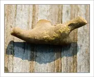 fossil-one-web.webp