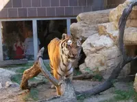 small b tiger.webp