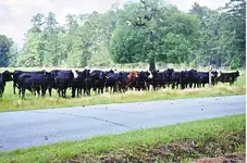 cows2 (2).webp