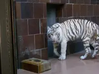 small white tiger.webp