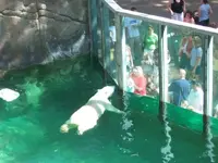 small polar bear.webp
