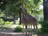 small giraffe.webp