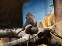 small gorilla.webp