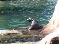 small sea lion.webp