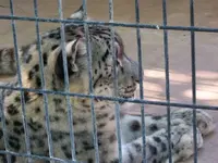small snow leopard.webp