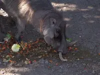 small warthog.webp