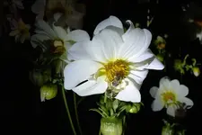 Picture 091.webp