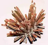 Urchin.webp