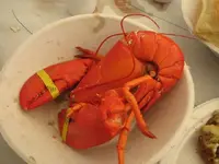 clam bake 036.webp
