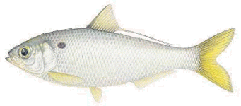 threadfin1.gif