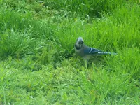 blue jay 1.webp