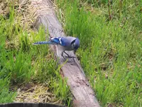 blue jay 2.webp