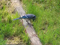 blue jay 3.webp