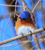 006.webp 006.webp