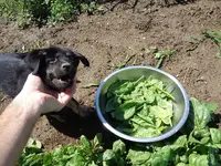 Spinich harvesting w Jett 9 weeks old.webp