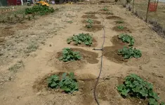 garden1.webp