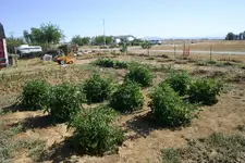 garden4.webp