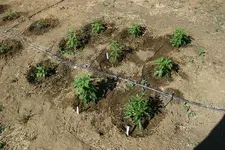 garden5.webp
