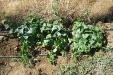 garden7.webp