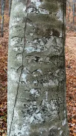tree.webp