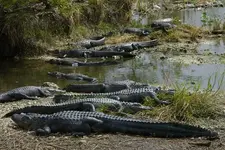 gaters.webp