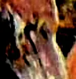 Hebrewalphabet1-L-snake.webp