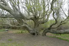 047.webp