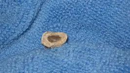 First Old Bullet May 22 2015 002.webp