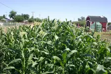 corn.webp
