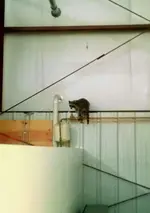 raccoon.webp