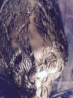 image.webp
