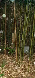 DSCF0009.webp